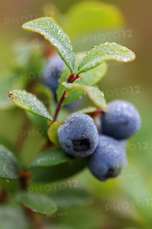 Blueberry