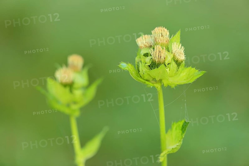 Cabbage thistle