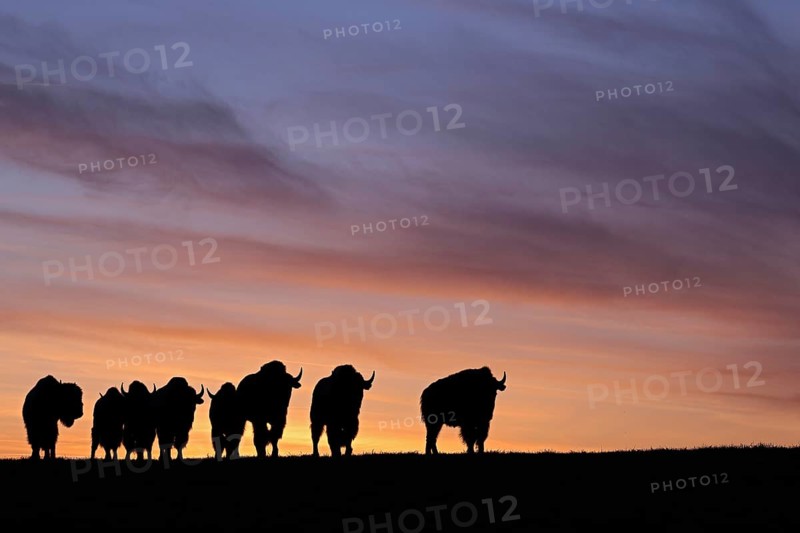 Amerikanischer Bison