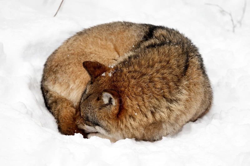 European Gray wolf
