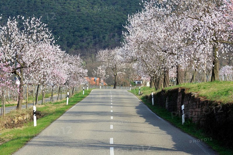 Almond tree