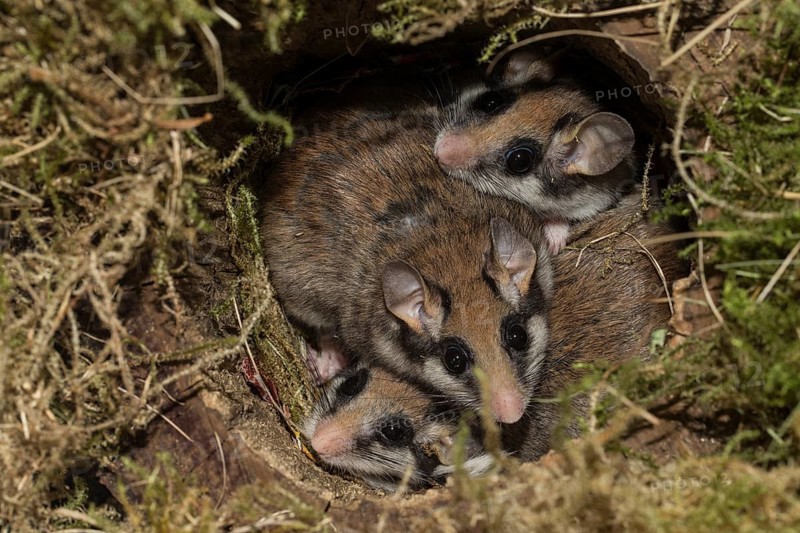 Garden dormouse