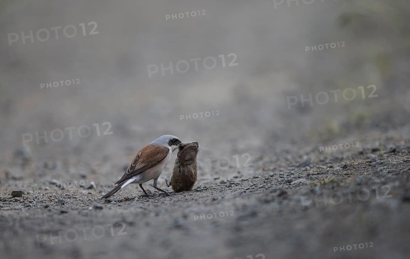 Red-backed Shrike