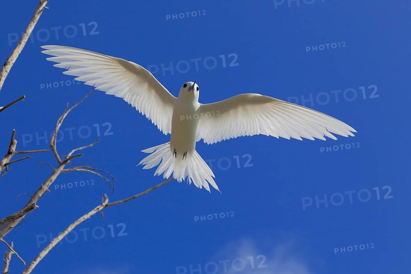 White tern