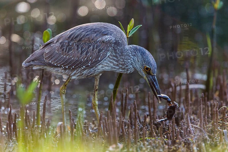 Crab Heron