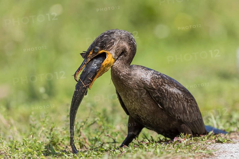 Double-crested cormorant