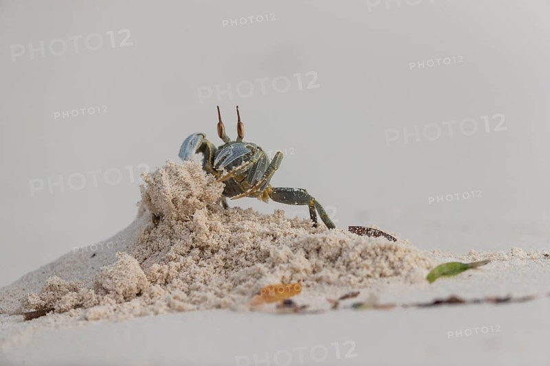 Horny-eyed ghost crab