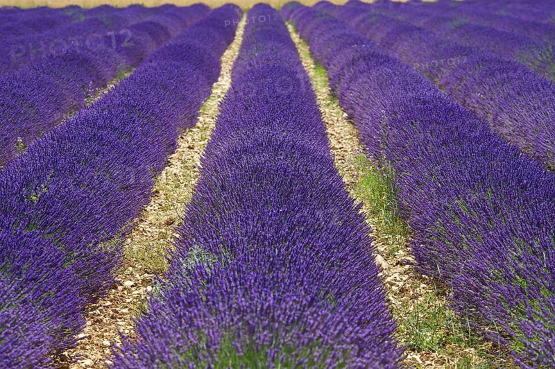Lavender fields near Sault
