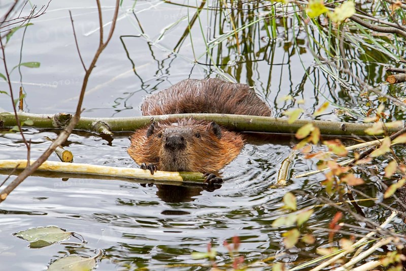 Beaver feeding in water