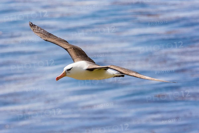 Black-browed Albatross