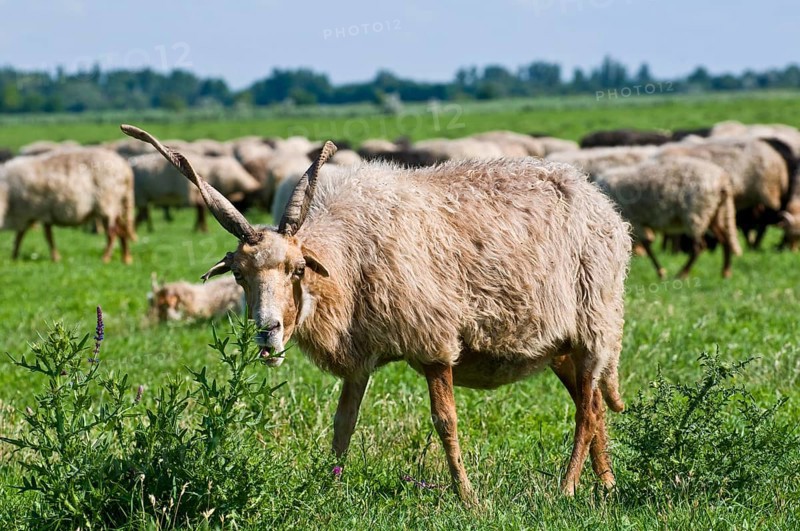 Racka sheep