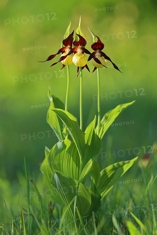 Yellow lady's slipper orchid