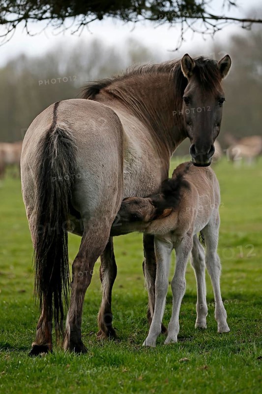 Wild Horse Duelmen