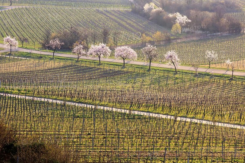Almond tree