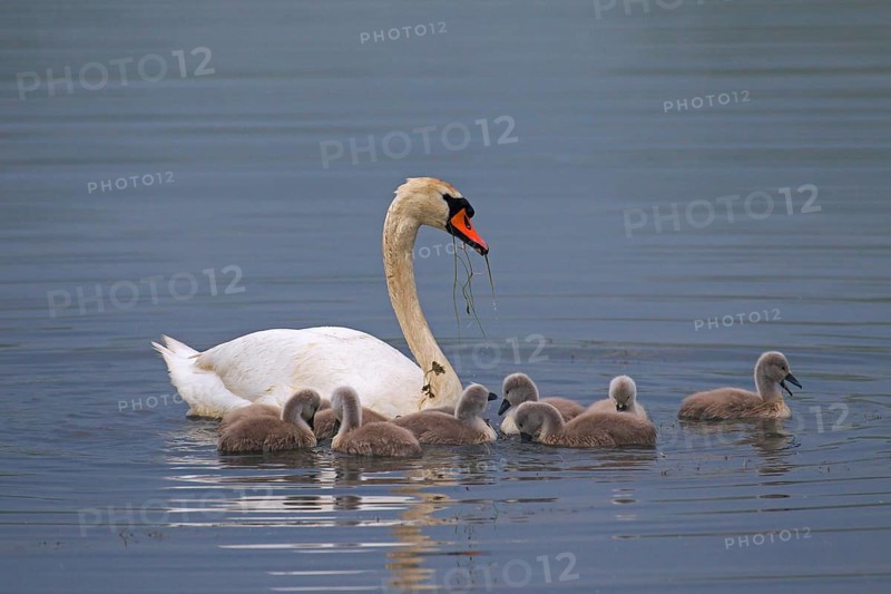 Mute swan
