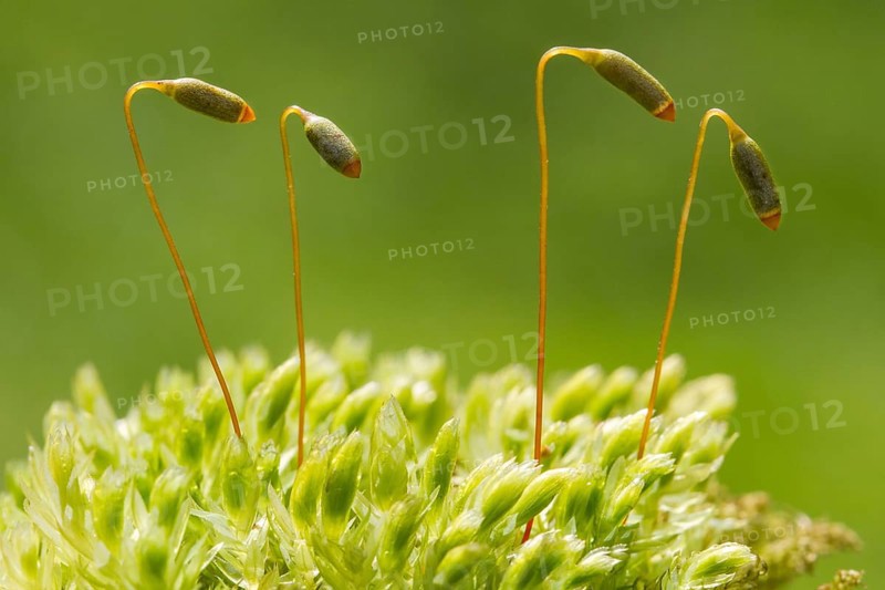 Gooseneck Star Moss