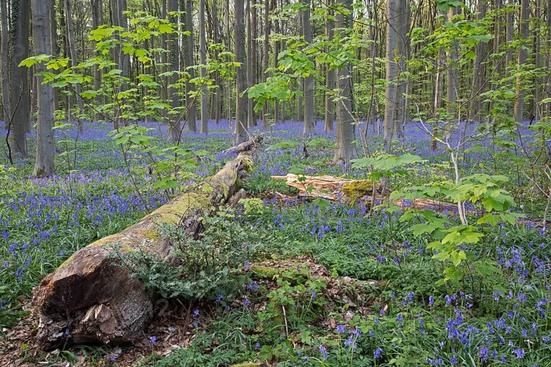Bluebell