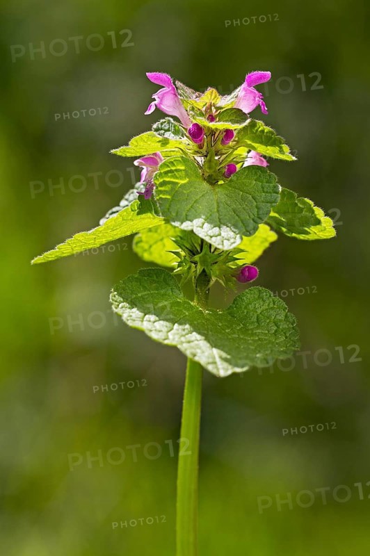 Red Dead-nettle
