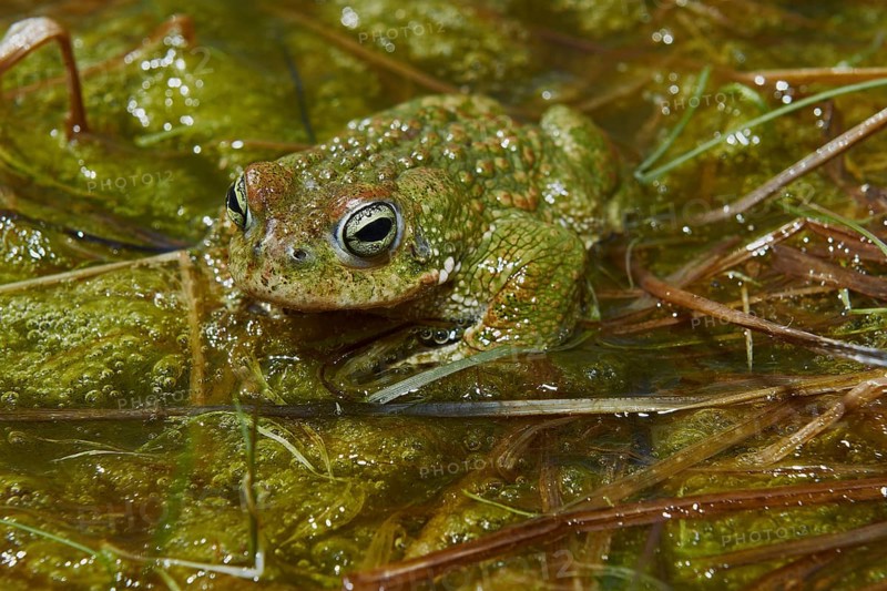 Natterjack Toad