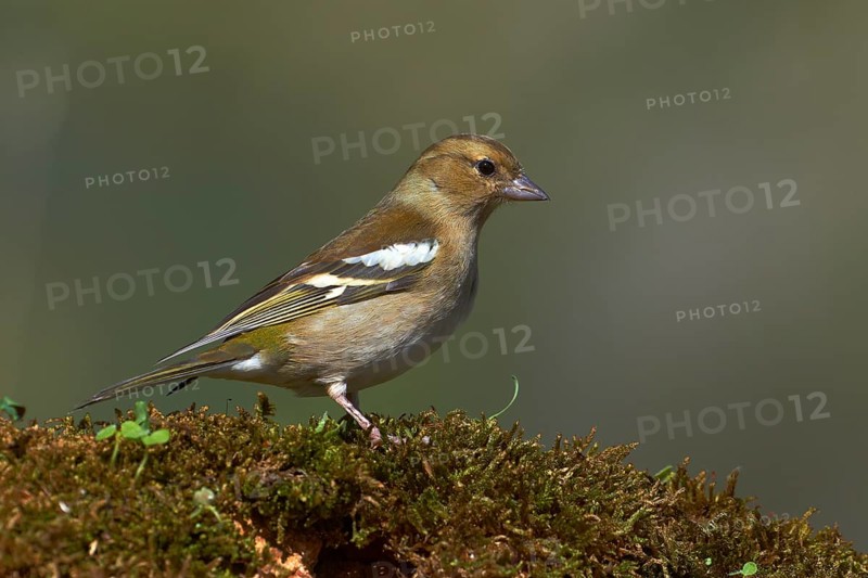 Common chaffinch