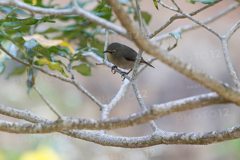 Seychelles white eye