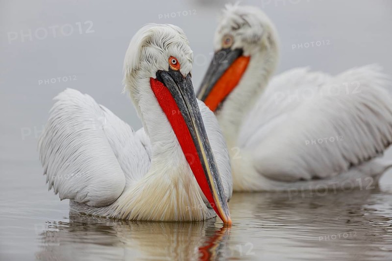 Dalmatian pelican