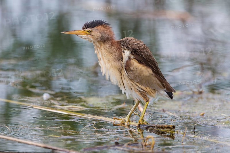 Little bittern