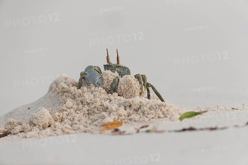 Horny-eyed ghost crab