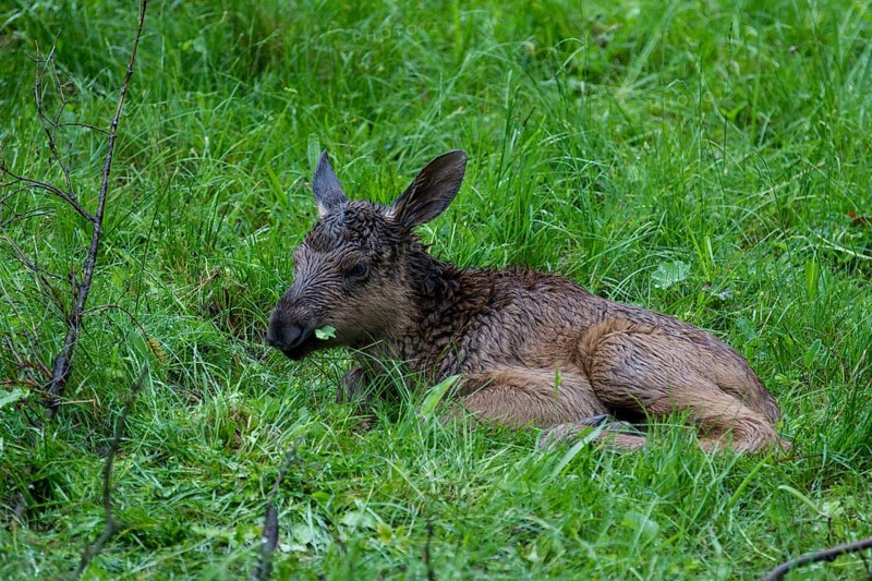 Young moose