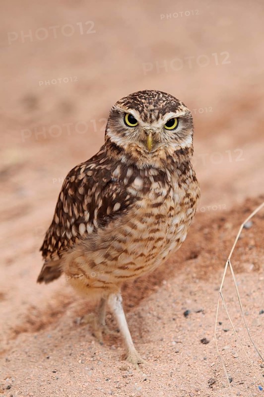 Burrowing owl