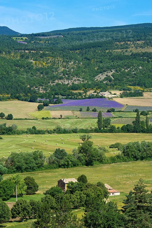 Lavender fields near Sault