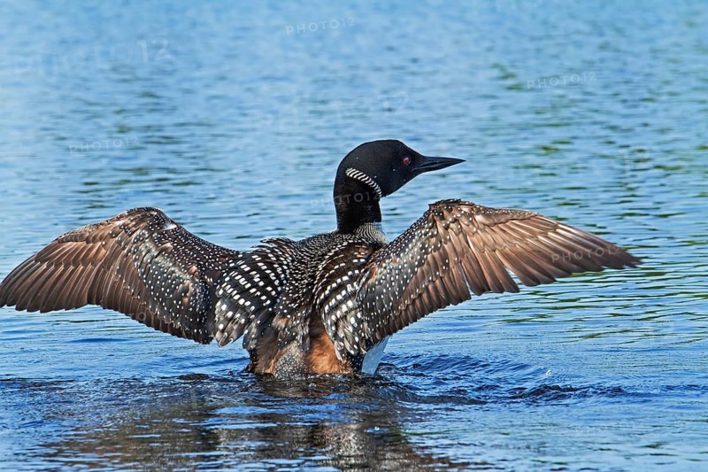 Great Northern Loon
