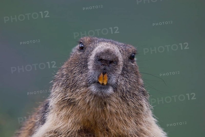 Alpine Marmot