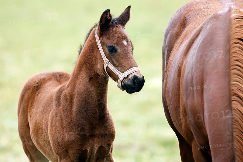 English thoroughbred horse