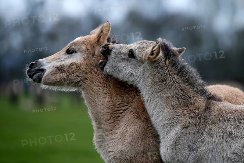 Wild Horse Duelmen
