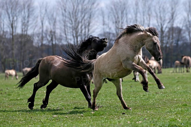 Wild Horse Duelmen