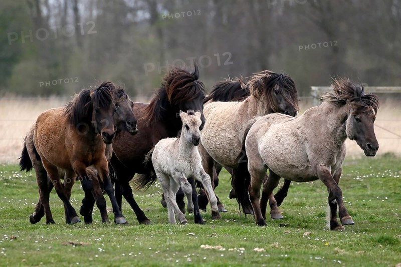 Wild Horse Duelmen
