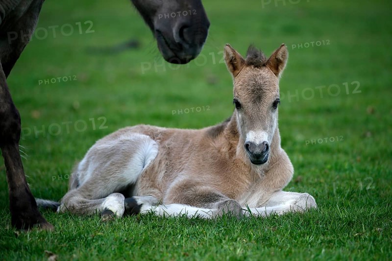 Wild Horse Duelmen