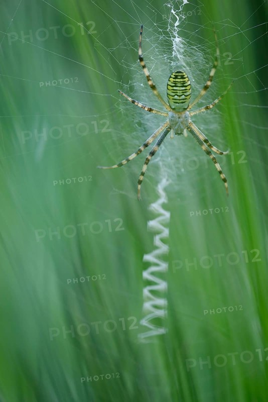 Wasp spider