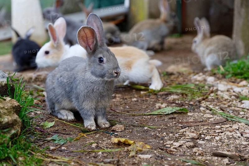 Domestic Rabbits in front of shed