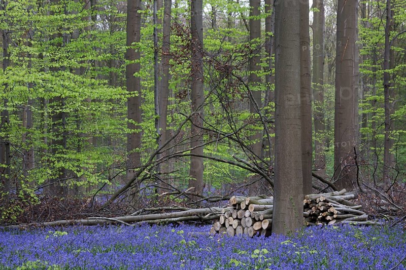 Bluebell