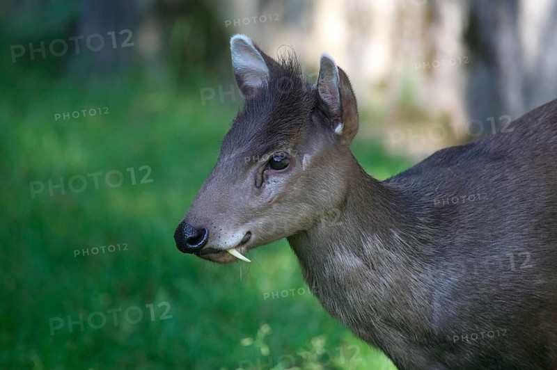 Tufted deer