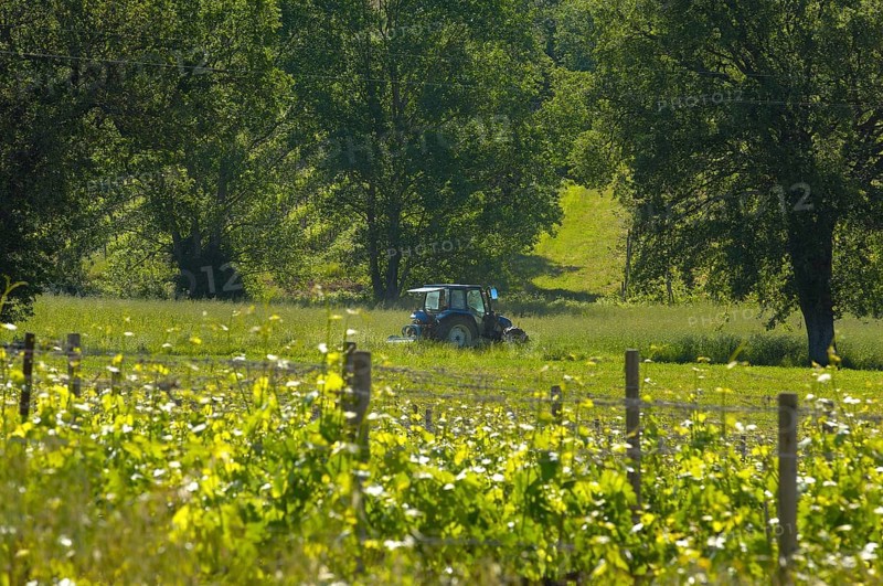 Vineyard near Sant' Antimo Abbey