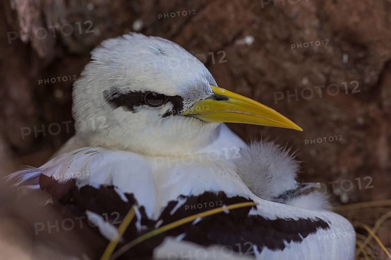 White-tailed tropicbird