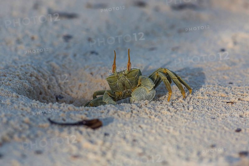 Ghost crab
