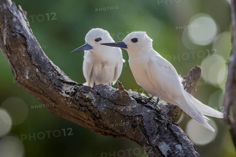 White tern