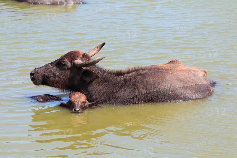 Asian water buffalo