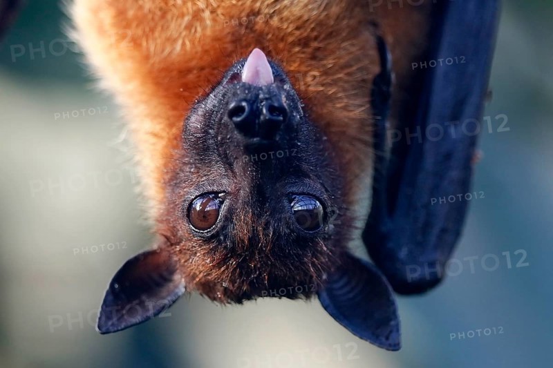 Indian Flying Fox