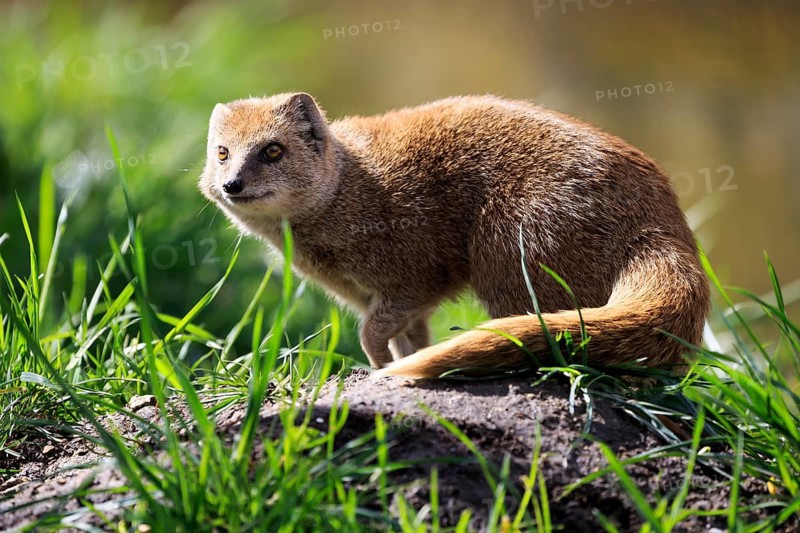 Red meerkat