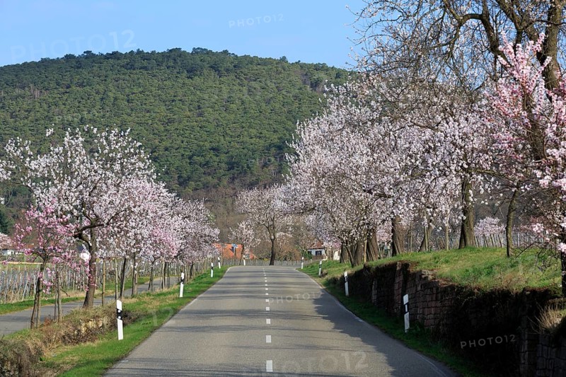 Almond tree